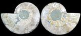 Cut & Polished Ammonite Fossil - Agatized #47710-1